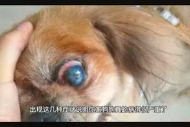 出现这几种症状说明你家狗狗病严重了视频封面