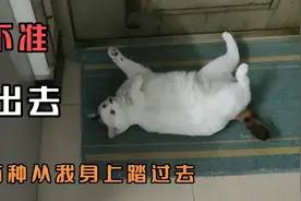猫咪耍赖功夫一流，每天堵着大门不让主人出去上班。视频封面