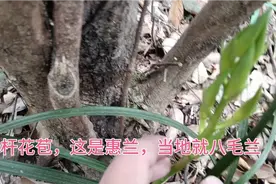 惠兰，绿色杆的花苞，不知道开什么花视频封面