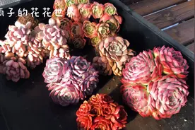 今天阴天又要开始大降温了，我却还在入肉肉，也不知能服盆不😅😅视频封面