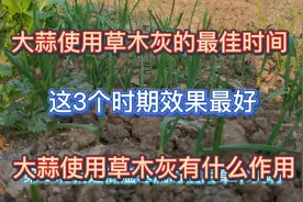 种大蒜用草木灰有什么作用？什么时间使用效果最佳？如何正确使用视频封面