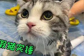 猫猫洗澡能有多乖？这怕是只玩具猫吧！视频封面