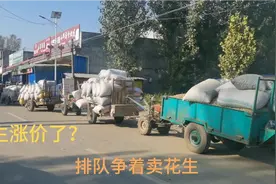 河南南阳带壳花生收购价多少钱一斤？大家都争着卖，这价格咋样？视频封面