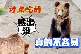 熊二一耳光下来，打的熊大火大，没要到吃的还挨打，真的不能忍了视频封面