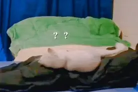 一个屁竟把猫都给崩飞了，哈哈哈视频封面