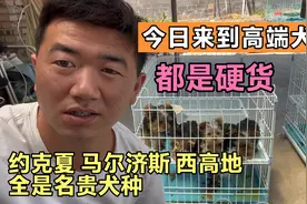 今日带大家参观下名贵犬舍，马尔济斯，约克夏长大真丑，关注我视频封面