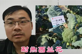 六月份蔬菜接茬选择耐热西兰花，一亩地2500株，收入能10000多元视频封面