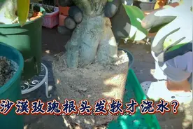 要等到沙漠玫瑰的根头发软才浇水？我的沙玫根头干透了也没有发软视频封面