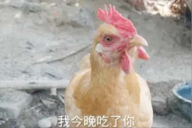 鸡居然能听懂人话？小伙对鸡说吃了它，鸡听后马上拔腿就跑成精了