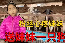 粉丝心疼妹妹，送妹妹一只泰迪，结果她只想要杜宾犬，嫌泰迪太小视频封面
