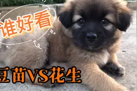 小土狗小时候跟长大后对比，简直是天上和地上，网友：都是极品视频封面