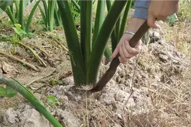 芋头高产小技巧，在这里割一刀？芋头产量高又大视频封面