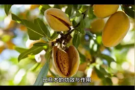 巴旦木的功效与作用视频封面