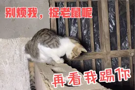 这只猫为了捉住老鼠，一动不动蹲2个小时了，猫崽都不管了真敬业视频封面