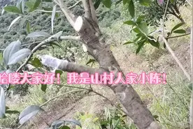 桂花价格上升，这些树都还要几年才开花，家家都开始护理了！视频封面