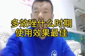 多效唑什么时期用效果最好