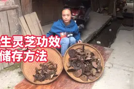 灵芝正确保存方法，这样存放几年都不坏，你知道吗？视频封面
