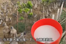 白糖，喂鹅，又简单，鹅长得又胖，出栏达标，卖出价又好，够重称