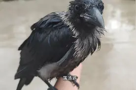 一夜狂风暴雨野外生活的小乌鸦成落汤鸡了，门口的伞都吹跑了！视频封面