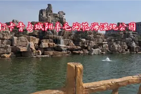 今日打卡青岛城阳羊毛沟花海湿地公园  三百米跨河玻璃栈道视频封面