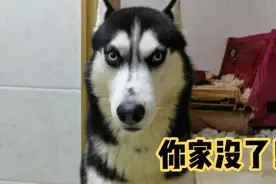 趁哈士奇不注意，捅一下哈士奇的屁股，二哈会是什么反应？视频封面
