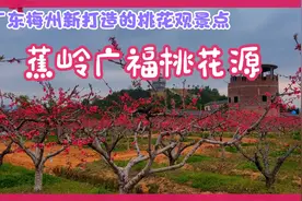 蕉岭广福桃花源山庄万株桃花漫山盛开，非常漂亮，令人赏心悦目！视频封面