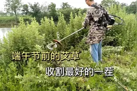 地里的艾草已经成熟，端午节前收割一批，这是一年中最好的一茬视频封面