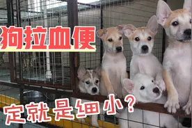 土狗养殖 小狗不吃不喝拉血便 是细小病毒感染还是肠胃炎？？？视频封面