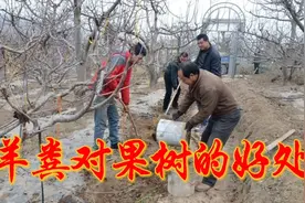 羊粪对果树的功效，太厉害了，好多人还不知道，现在知道也不晚视频封面