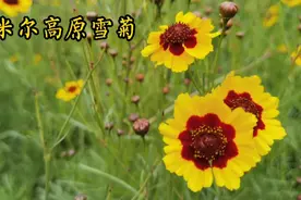 帕米尔高原雪菊，抗菌消炎、降三高！整点回去喝！视频封面