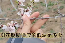 桃树花期所适应的低温是多少不会受冻，又怎样有效预防倒春寒视频封面