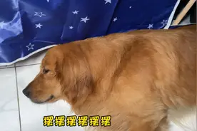 当你半夜害怕起来上厕所的时候，你会发现养一条大犬的作用有多大视频封面