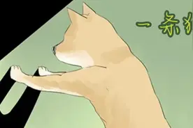 不可思议，我居然和我的狗互换身体了，爆笑来袭视频封面