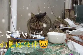 猫咪是抓老鼠抓害虫的天敌，也是我们的伙伴，不爱请勿伤害它们！视频封面