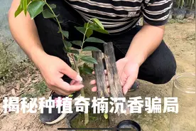 揭秘奇楠沉香骗局，记得看完视频，要不然下个上当受骗就是你视频封面