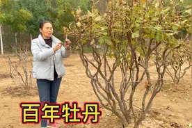 牡丹什么季节移栽最好？为啥栽早了栽晚了都不开花？让花农教教咱视频封面