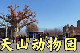 占地面积75平方公里，亚洲最大的野生动物园，猛猛带大家逛逛去视频封面
