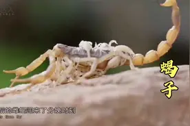农村常见的蝎子，是一味名贵中药视频封面