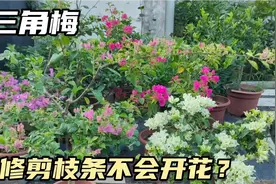 三角梅不修剪不会开花吗？看看长枝条的开花方式视频封面