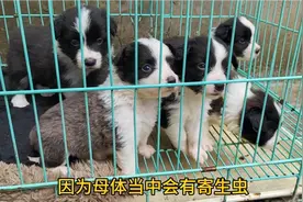 1窝生了6只边牧已经满月了，满月给它们体内驱虫，个个都很乖视频封面