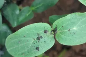 育苗这样子做，育出来的苗百分之百的成活率，你们学会了吗视频封面