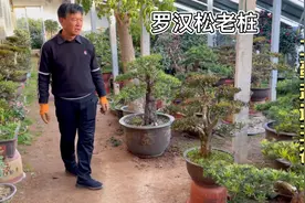 罗汉松被誉为“四大镇宅树”之一，朋友从江苏捡漏12颗老桩，便宜视频封面