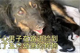 好心男子在马路边救下狗妈妈和它的五个孩子 并收留了它们视频封面