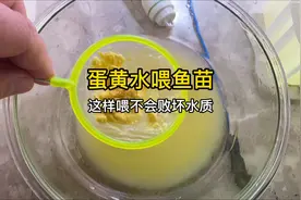 鱼苗怎么蛋黄水才不会败坏水质？金鱼繁殖第8天平游开口喂蛋黄水视频封面