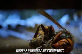 大黄蜂展开屠城，蜜蜂采取蜂海战术拼死反击，战斗异常惨烈视频封面