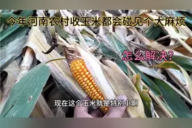 8月6号，河南早玉米快成熟了，今天到地里一看麻烦了，这可咋整？视频封面