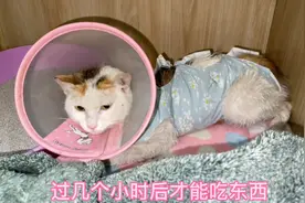 拐小母猫绝育一波三折又查出新疾病，醒来后对人又打又挠非常生气视频封面