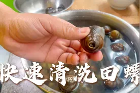 教你快速清洗田螺，并且能有效祛除寄生虫，爱吃田螺的收藏视频封面