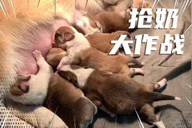 小奶狗为了吃奶花样百出，吃奶时尾巴竖的像天线一样，简直太萌了视频封面