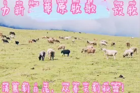 揭秘十里画廊-唐布拉大草原自驾旅行怎么玩？看完视频就知道了！视频封面